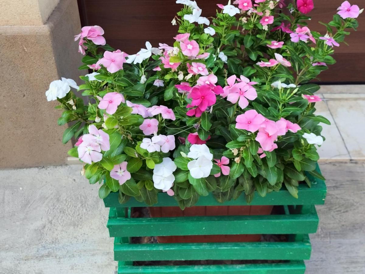 קלטפימי La Casa Di Anita Nel Cuore Di Segesta מראה חיצוני תמונה